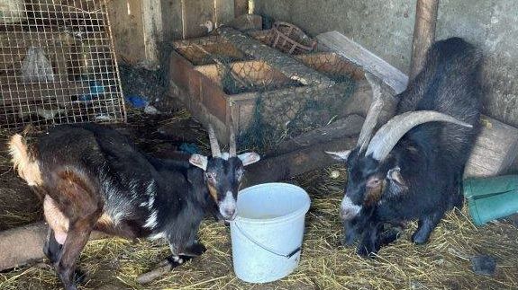 Chovatelce ze Šumperska chtějí odebrat stádo koz. Kvůli přerostlým paznehtům nemůžou stát